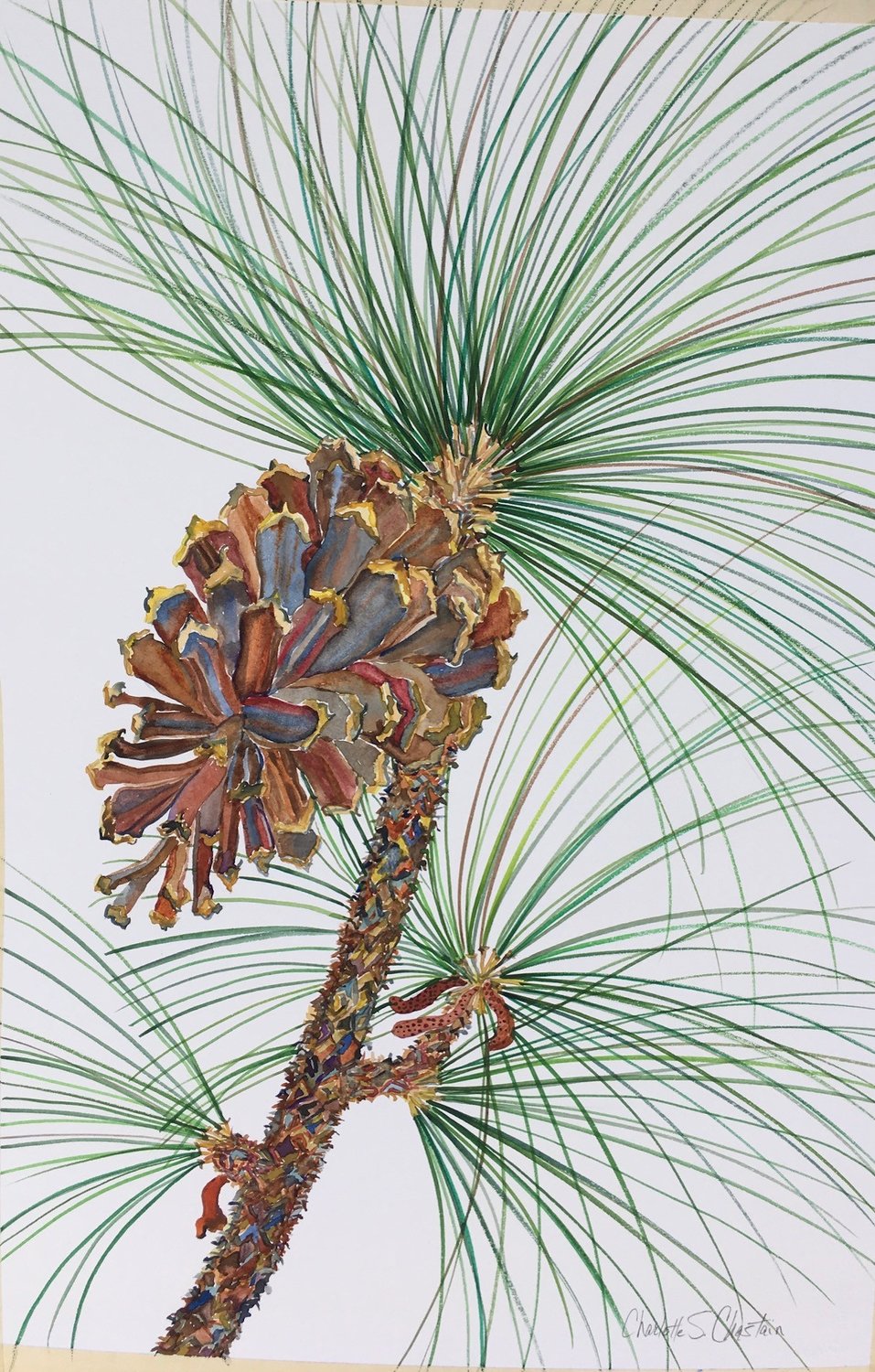 A realistic painting of a pine cone.
